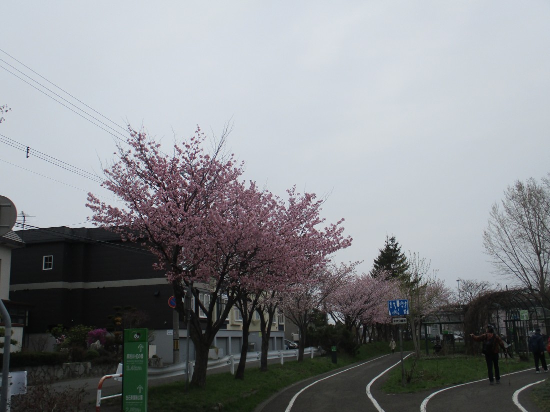 白石老人福祉センター前に咲く桜の写真