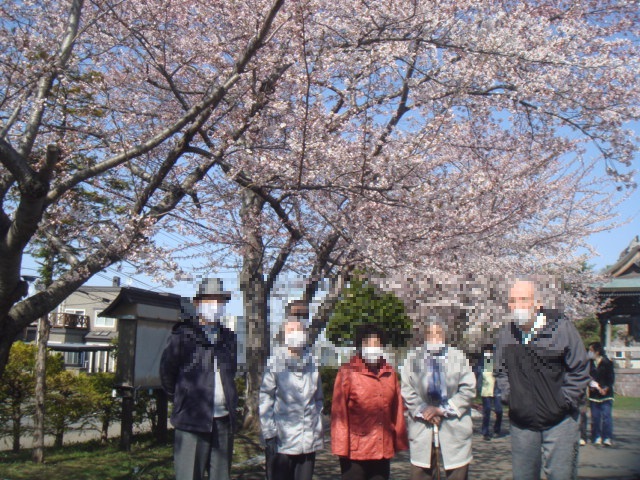 桜見学