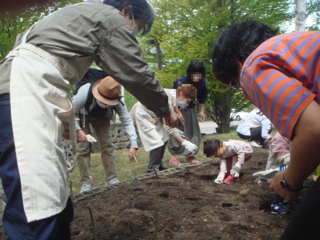 種イモ植え