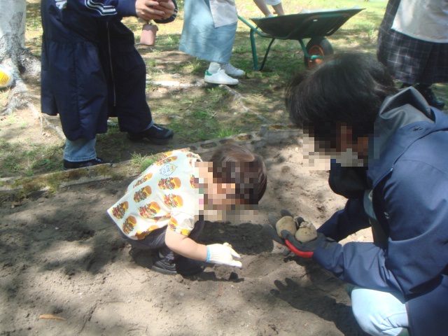 イモ植え